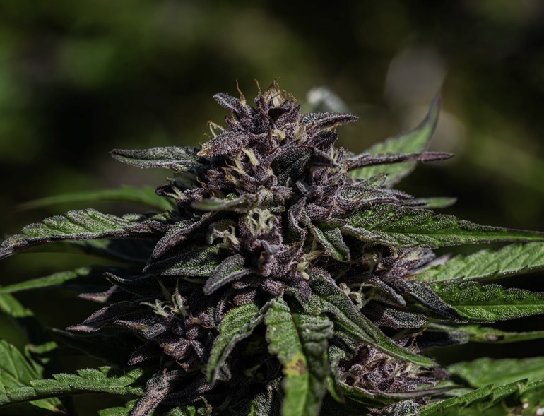 Blueberry Muffin Cannabis: Flavor Profile, Effects, and Why It’s a Fan&nbsp;Favorite